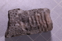 UC 51541 fossil