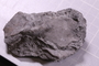 UC 51542 fossil