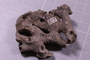 UC 51557 fossil2
