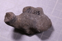 UC 51578 fossil