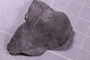 UC 52079 fossil