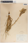 Asphodeline lutea (L.) Rchb., Palestine, F