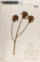 Aloe abyssinica Lam., Eritrea, F