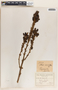 Aloe vacillans Forssk., Eritrea, F