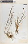 Asphodelus fistulosus L., F