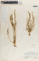 Asphodelus tenuifolius Cav., Iraq, F