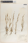 Asphodelus tenuifolius Cav., Palestine, F