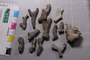 UC 17561 fossil