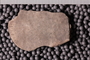 P 231 fossil2