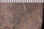 P 231 fossil5