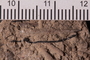UC 17692 fossil3