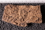 UC 27817 fossil