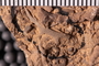 UC 27817 fossil3