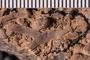 UC 27817 fossil5