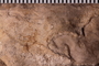 UC 29116 fossil2