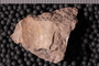 UC 29117 fossil