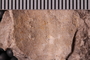 UC 29117 fossil2