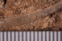 UC 39728 fossil3