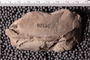 UC 39728 fossil4