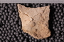 UC 39733 fossil2