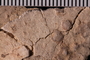 UC 39733 fossil3