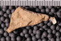UC 39733 fossil4