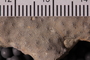 PE 25293 fossil3