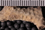 PE 25293 fossil5