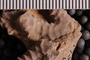 UC 17554 fossil5