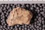 UC 27694 fossil2