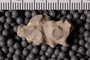 UC 283 a fossil2