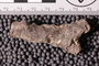 UC 39793 fossil2