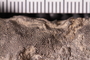 UC 39793 fossil3