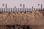 UC 39793 fossil5