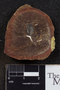 PP 37525 [HS, M] Plantae, Moscovian / Desmoinesian, Francis Creek Shale Member, United States of America, Illinois, Will