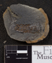 PP 37705 [HS, M] Plantae, Moscovian / Desmoinesian, Francis Creek Shale Member, United States of America, Illinois, Will