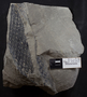 PP 46228 [HS, M] Plantae, Moscovian / Desmoinesian, Francis Creek Shale Member, United States of America, Illinois, Will
