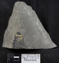 PP 46228 [HS, M] Plantae, Moscovian / Desmoinesian, Francis Creek Shale Member, United States of America, Illinois, Will