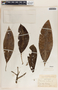 Plumeria rubra L., Mexico, F. M. Liebmann 11914, F