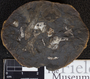 PP 41661 [HS, M] Plantae, Moscovian / Desmoinesian, Francis Creek Shale Member, United States of America, Illinois, Will