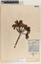 Plumeria rubra L., Mexico, A. C. V. Schott 814, F