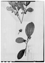 Field Museum photo negatives collection; Paris specimen of Ternstroemia brasiliensis Cambess., Brazil, A. Saint-Hilaire s.n., Holotype, P