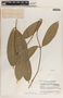 Prestonia portobellensis (Beurl.) Woodson, Guatemala, J. A. Steyermark 37951, F