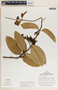 Prestonia portobellensis image