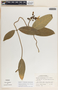 Prestonia portobellensis image