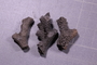 PE 52453 a fossil