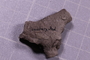 UC 17481 fossil