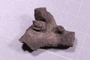 UC 17481 fossil2