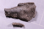 UC 17490 fossil