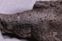 UC 17490 fossil2